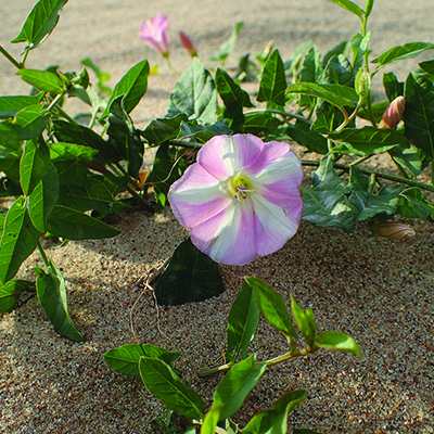 Field bindweed:  A menace with admirable will to live